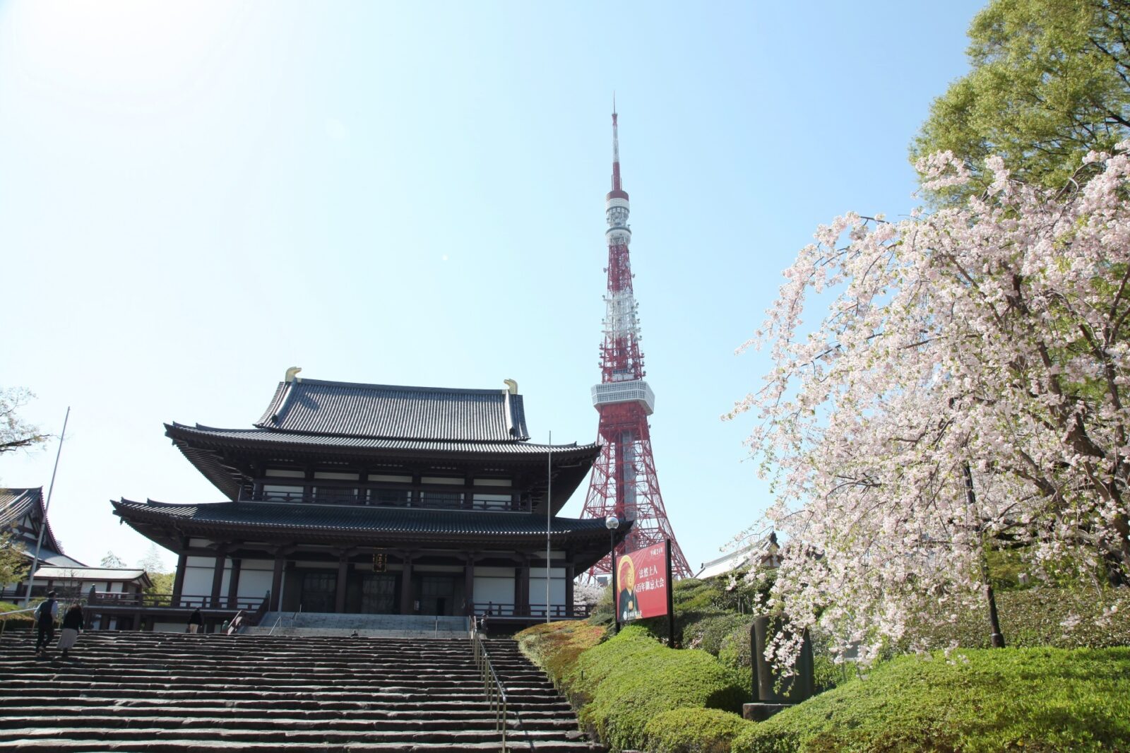 東京の桜　桜のある風景　芝増上寺の桜の風景