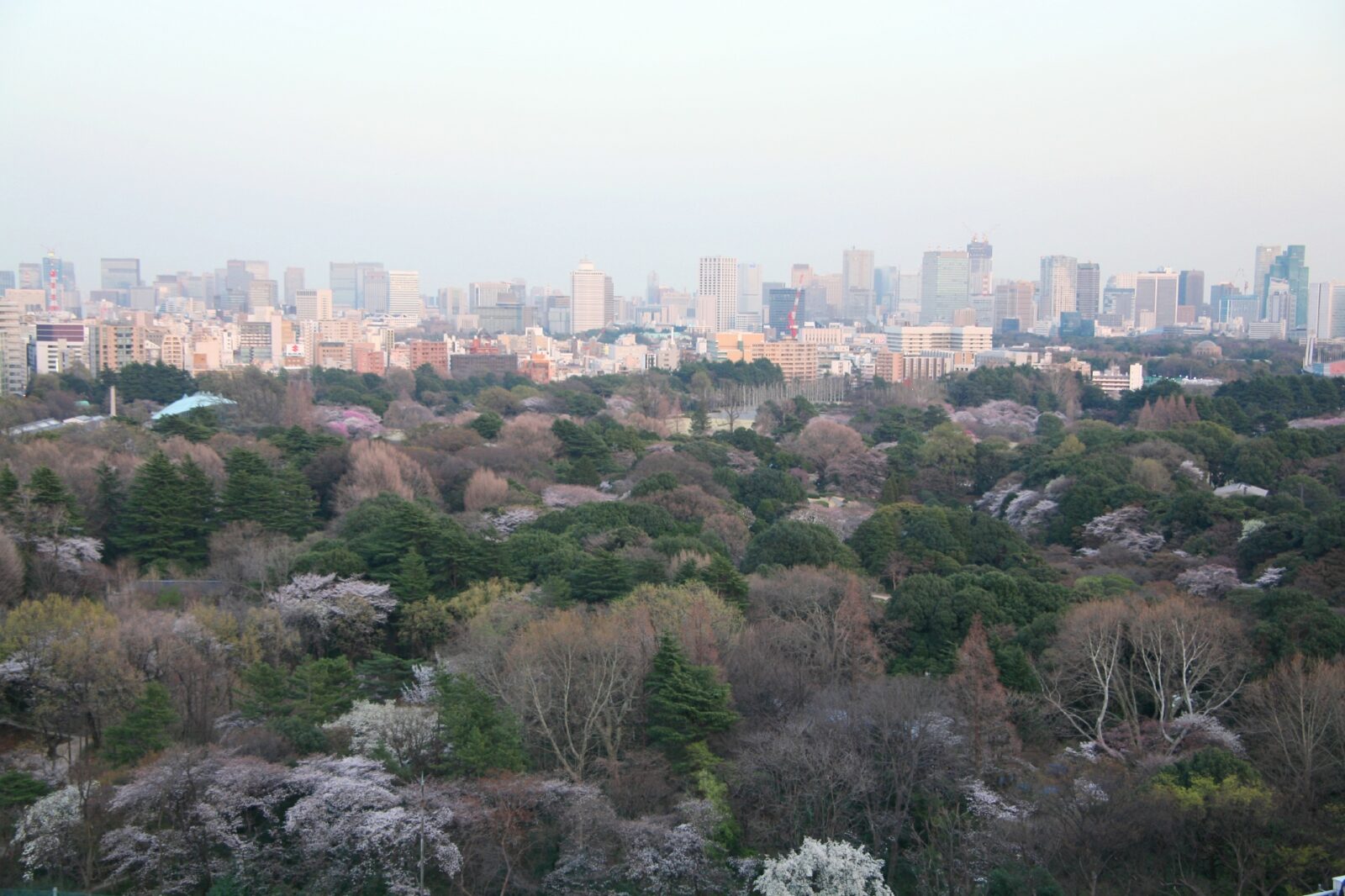 東京の桜　桜のある風景　新宿御苑の桜の風景