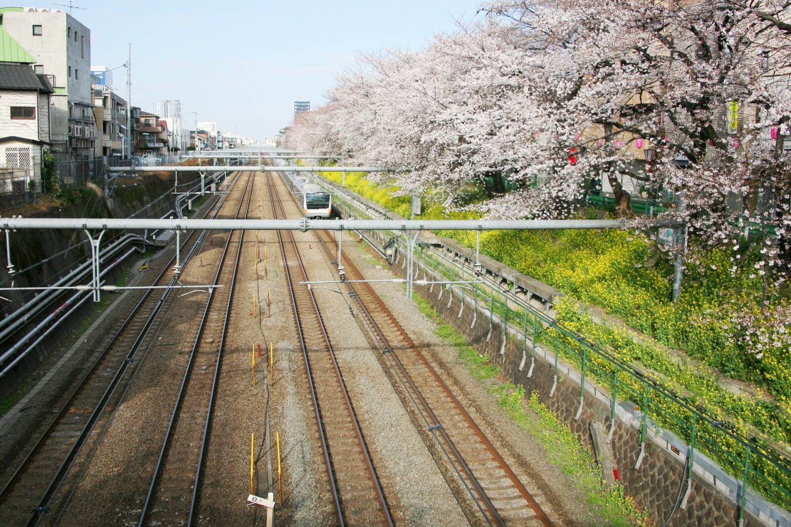 東京の桜　桜のある風景　東中野の桜