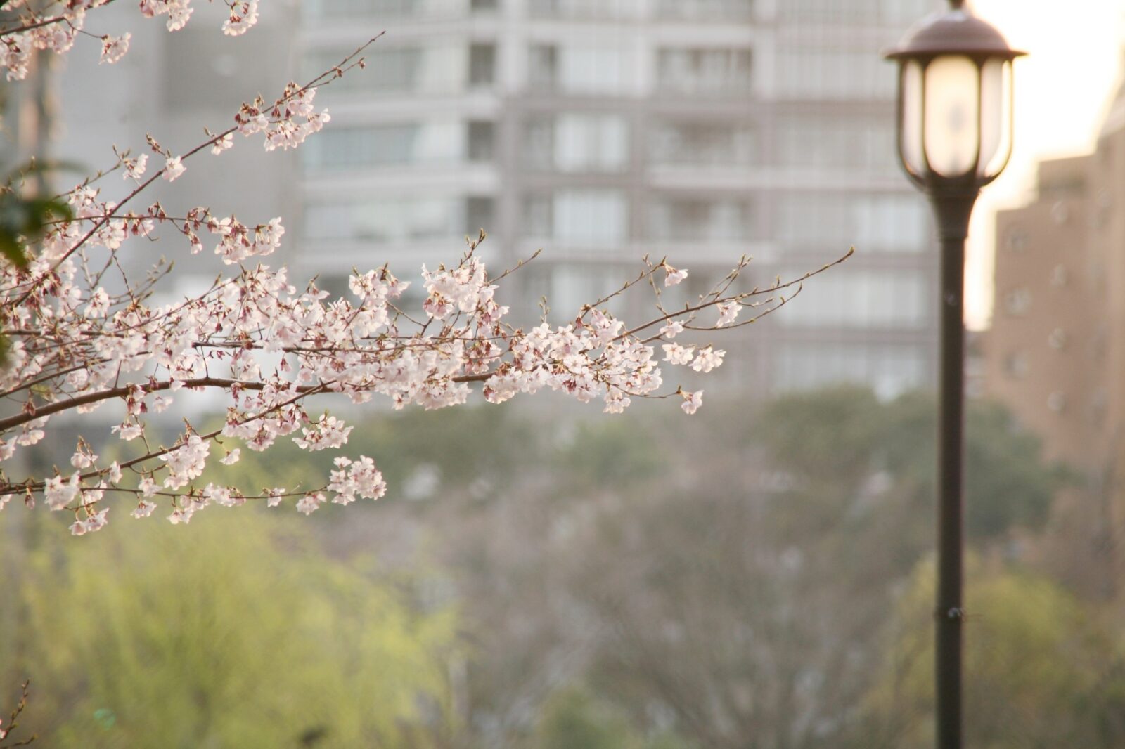東京の桜　桜のある風景　上野の桜