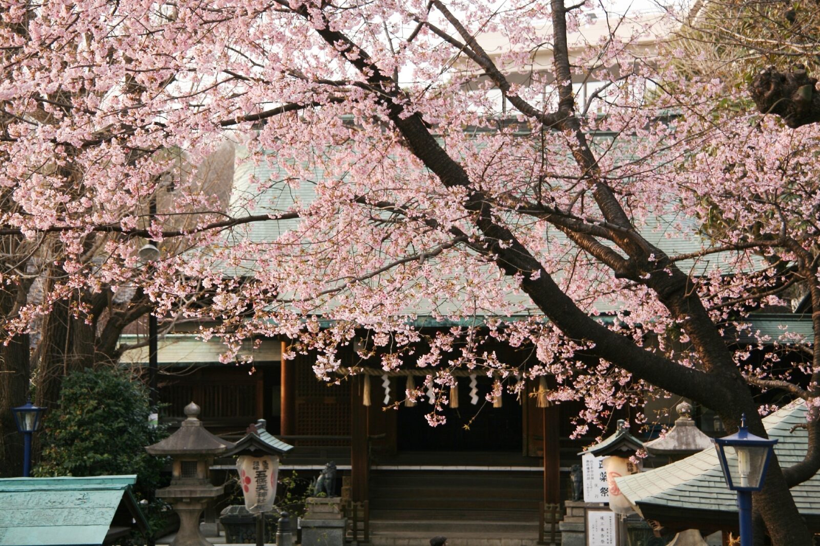 東京の桜　桜のある風景　上野五條天神社の桜