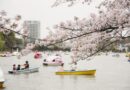 東京の桜　桜のある風景　上野公園不忍池の桜