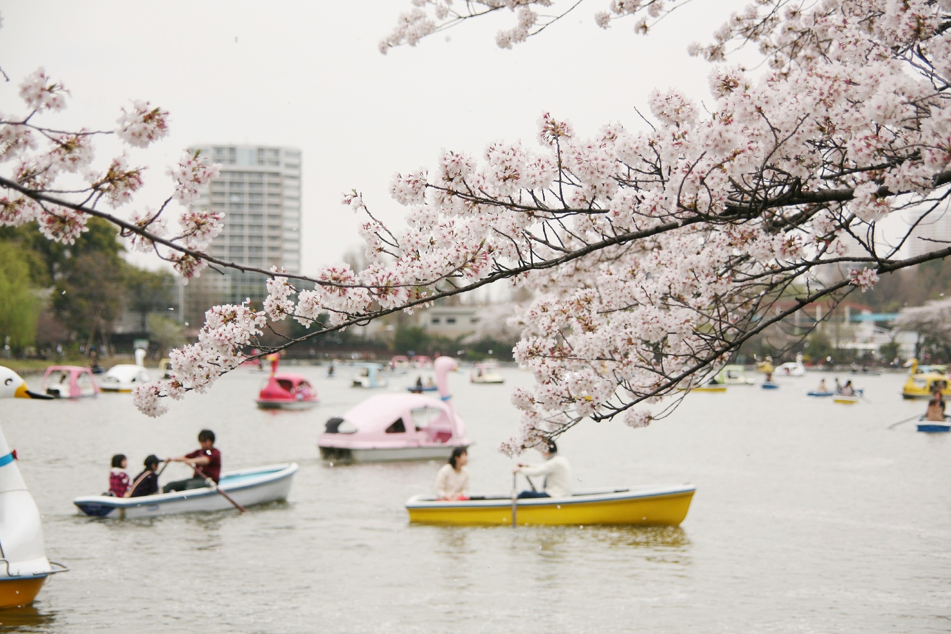 桜の花咲く東京　香しい春の風吹く美しい大都会の風景　東京の春の絶景