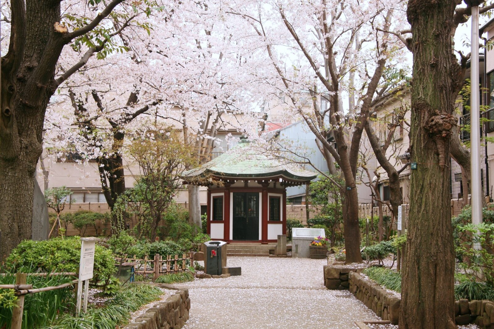 東京の桜　桜のある風景　谷中