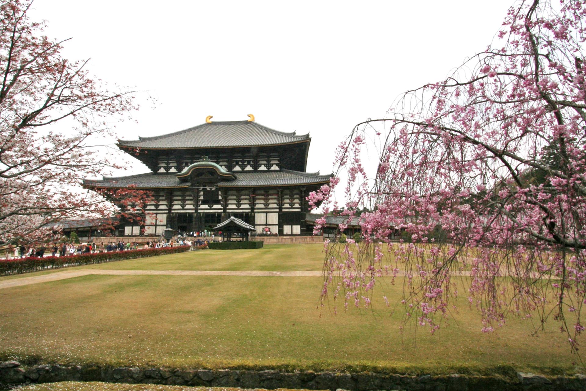 桜と東大寺　春の奈良の風景