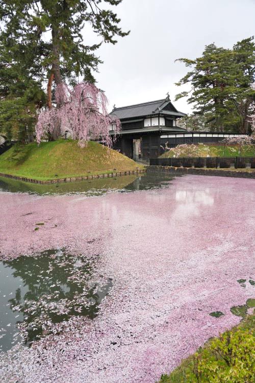弘前城跡の桜の絶景