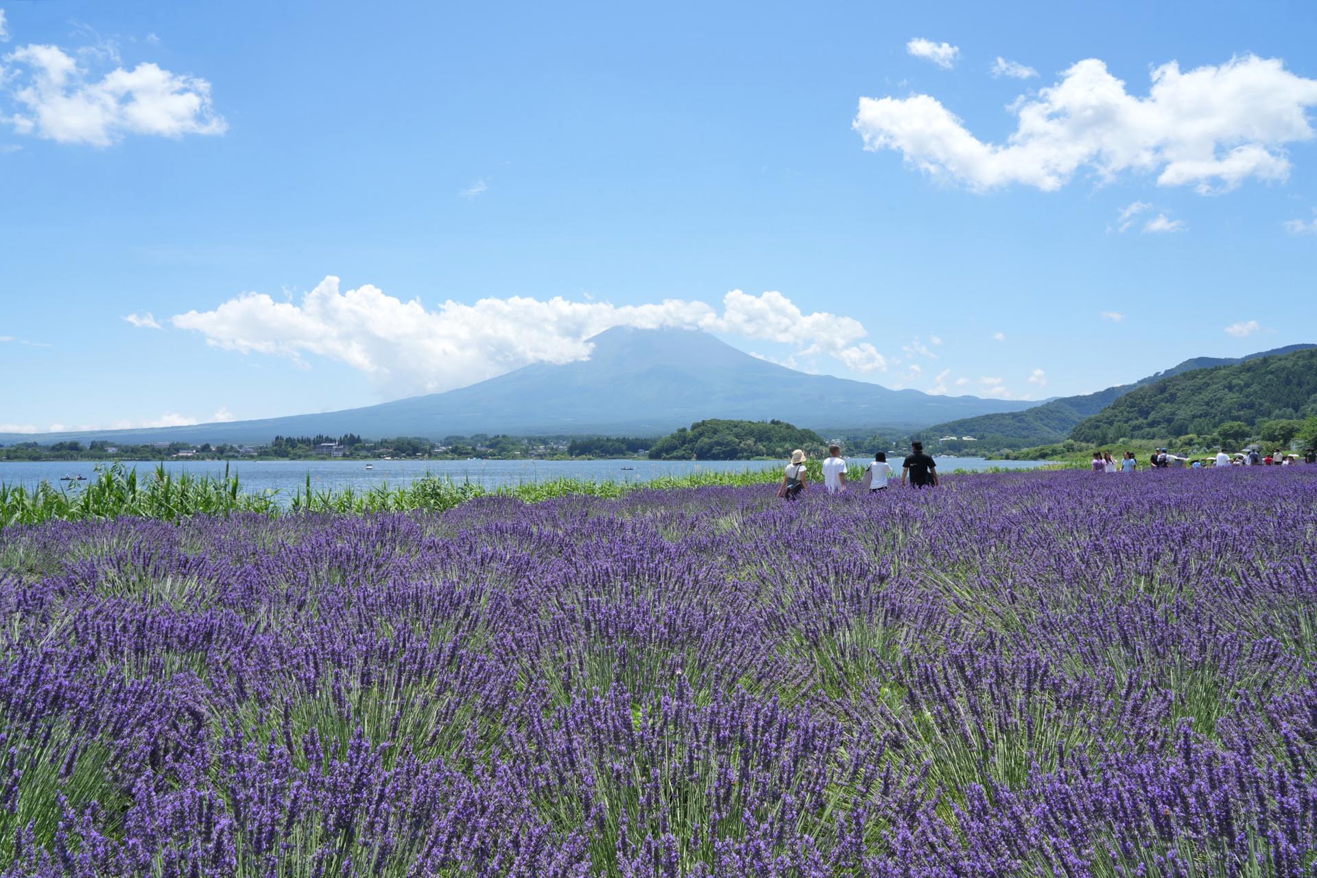 夏の富士山と河口湖とラベンダーの絶景