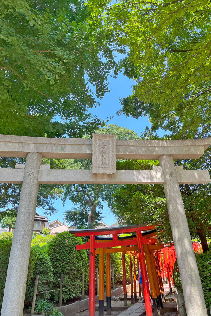 夏の根津神社　東京の夏の風景