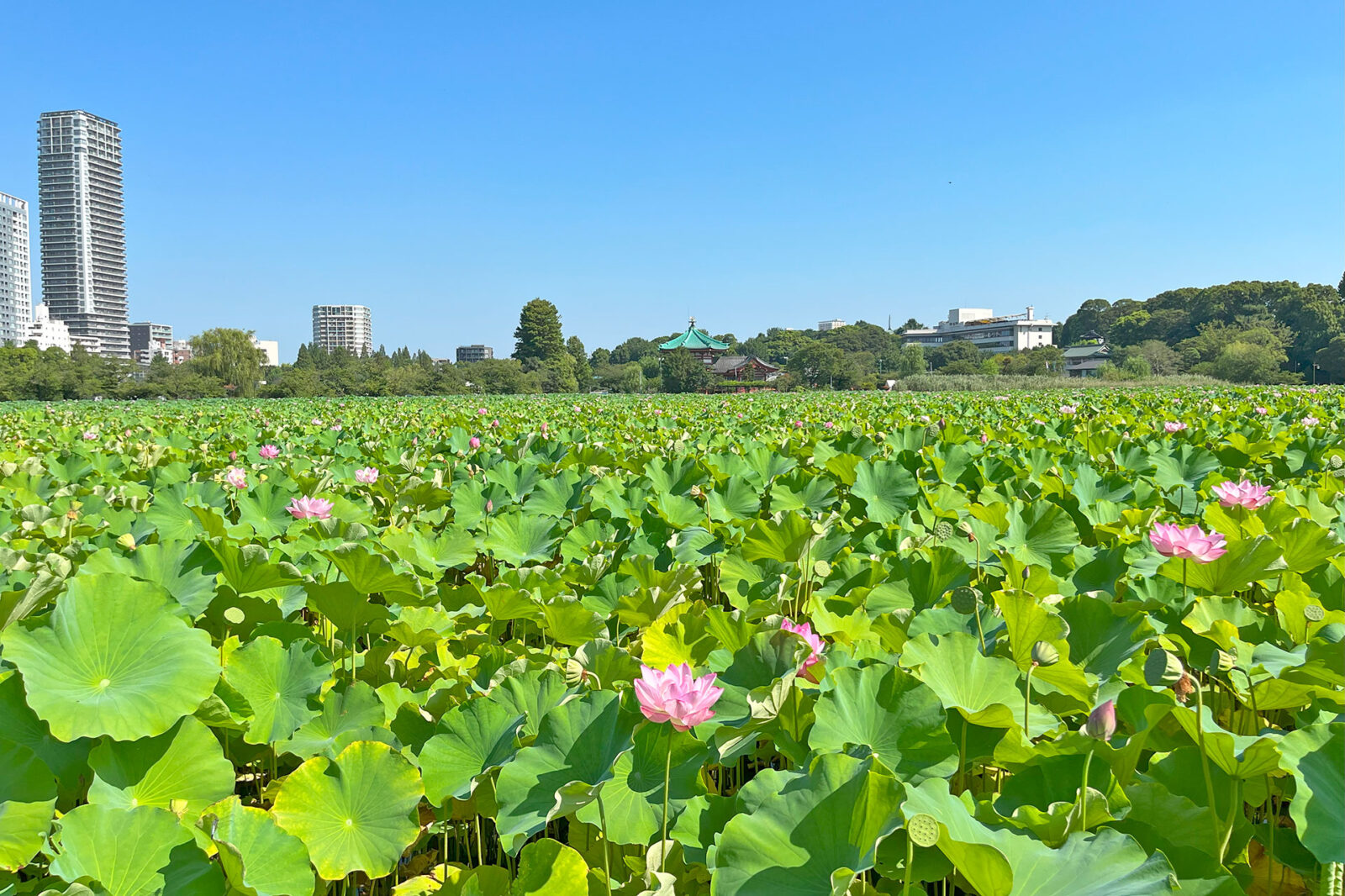 上野公園「不忍池」の夏の絶景　蓮の花の咲く風景
