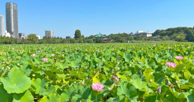 上野公園「不忍池」の夏の絶景　蓮の花の咲く風景