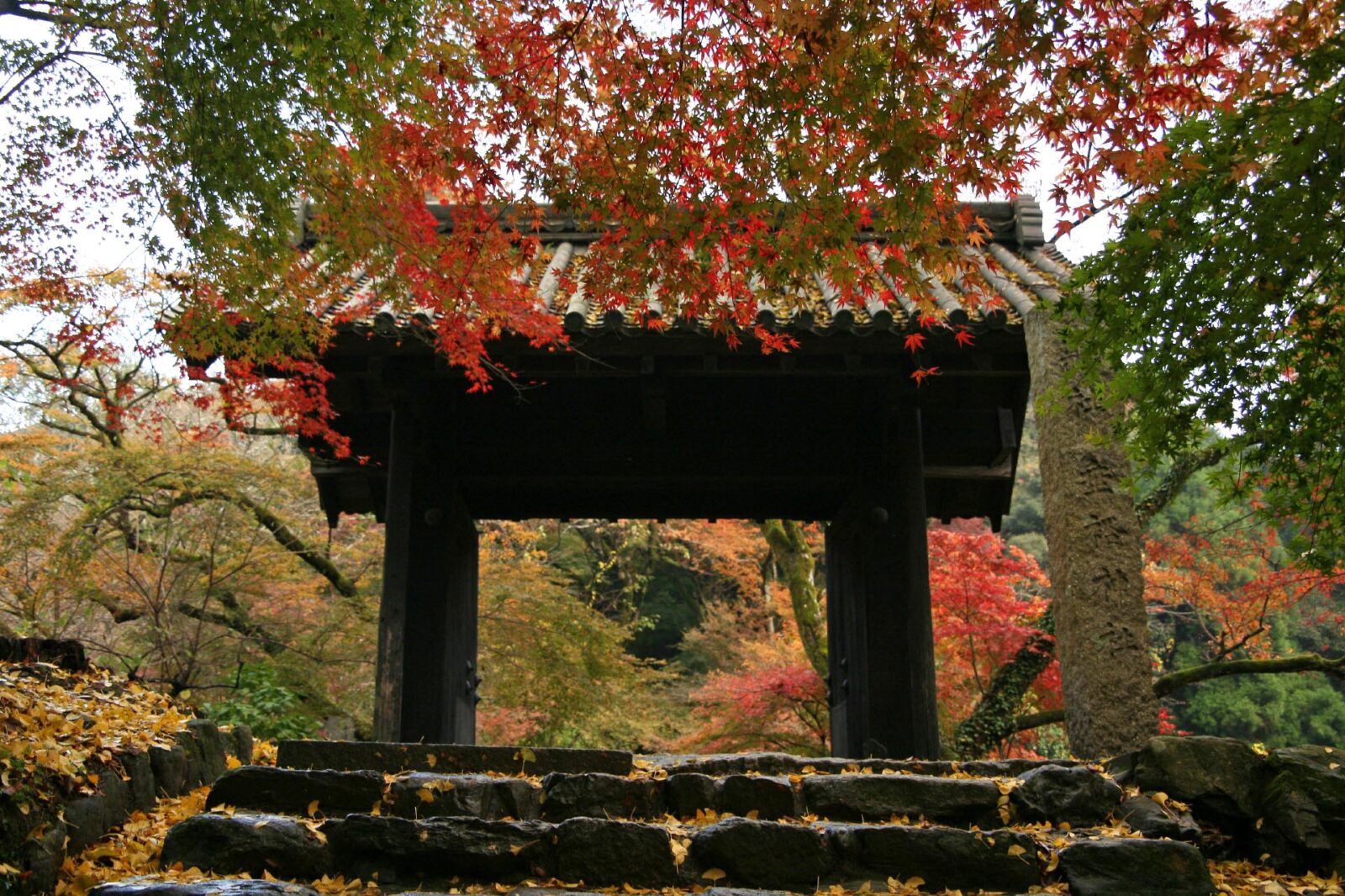 雨の日の紅葉風景　福岡県　秋月城跡