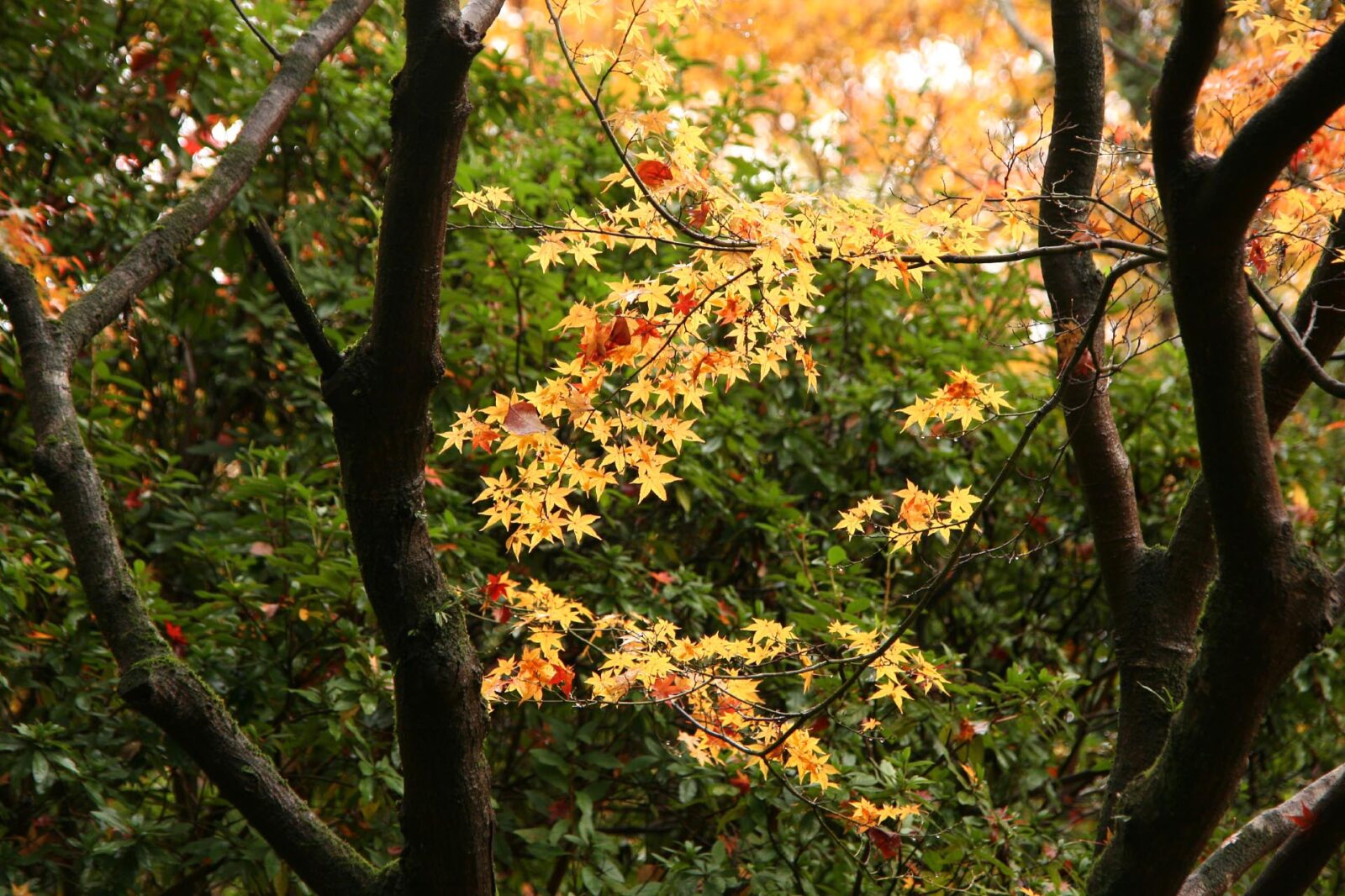 雨の日の紅葉風景　福岡県　太宰府
