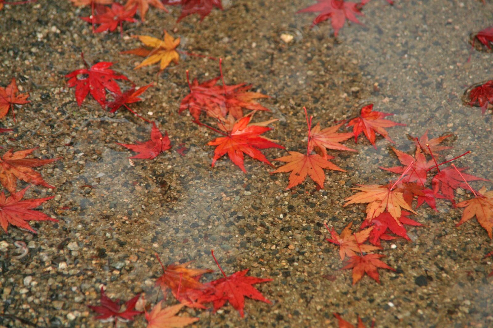 雨の日の紅葉風景　福岡県　太宰府