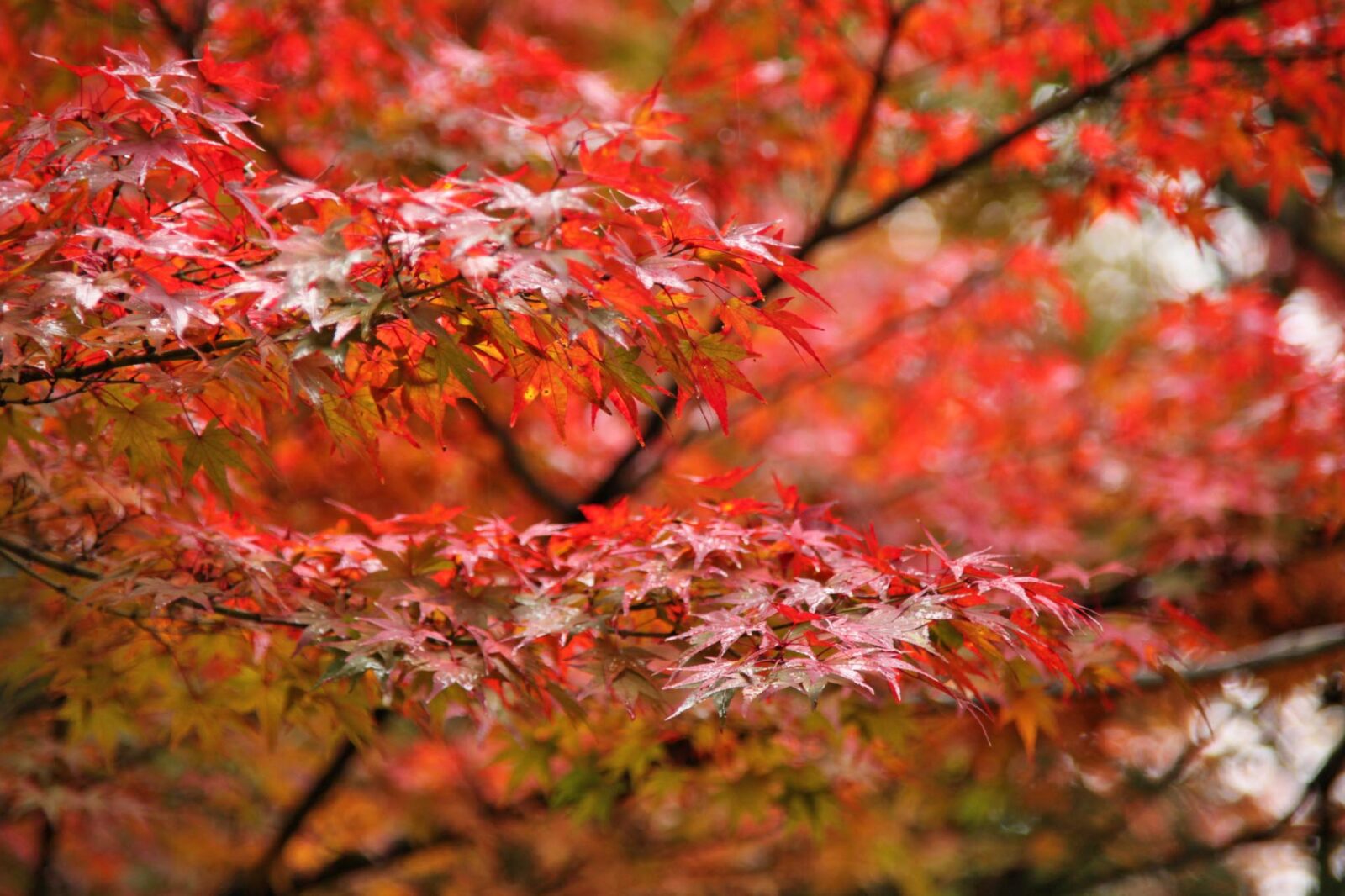 京都の紅葉　雨の紅葉風景