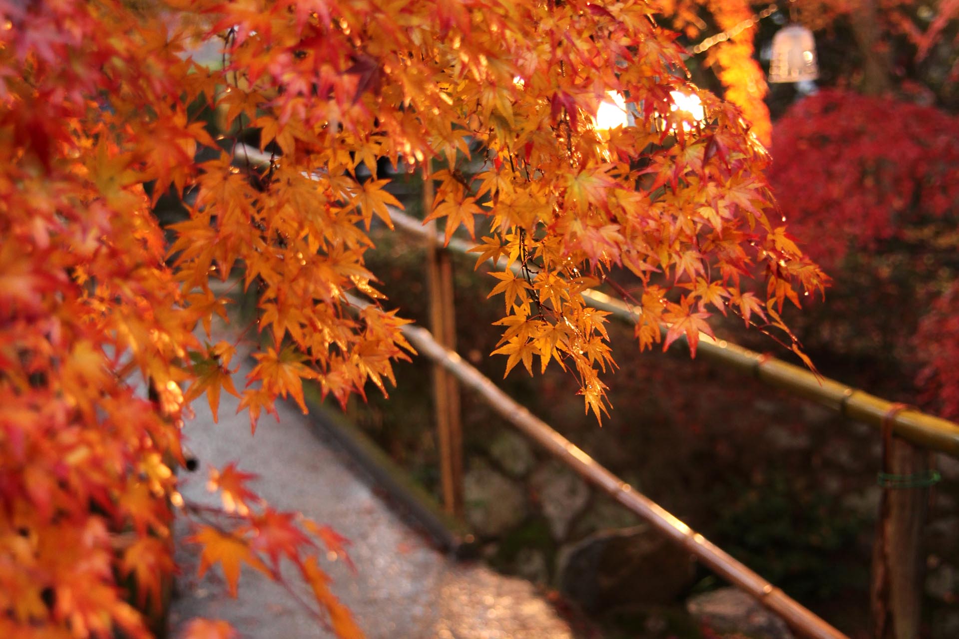 雨の紅葉風景　　秋雨の日を楽しむ方法